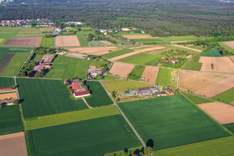 Kuhle Jule @ Fasanenhof and Falkenhof in Pfungstadt in the state Hesse, Germany