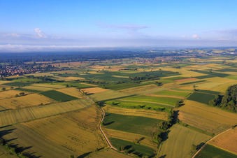 Southern Palatinate fields and meadows to the Bienwald in Schweighofen in the state Rhineland-Palatinate, Germany