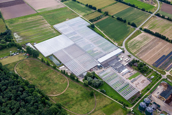 Glass roof surfaces in the greenhouse for vegetable growing ranks of Rudolf Sinn Jungpflanzen GmbH & Co. KG in Lustadt in the state Rhineland-Palatinate, Germany