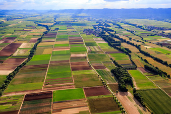 Fields at Modenbach, Hirschgraben and Brühlgraben in Freimersheim in the state Rhineland-Palatinate, Germany
