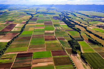 Aerial view of Fields at Modenbach, Hirschgraben and Brühlgraben in Freimersheim in the state Rhineland-Palatinate, Germany