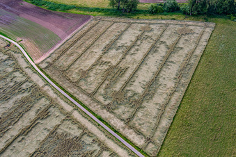 Grain field with storm damage in the district Geinsheim in Neustadt an der Weinstraße in the state Rhineland-Palatinate, Germany