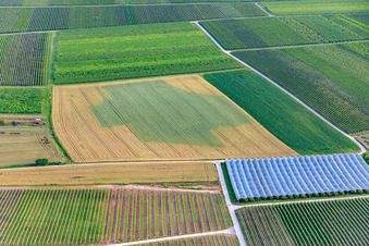 Dryness-related discoloration in a grain field in Impflingen in the state Rhineland-Palatinate, Germany