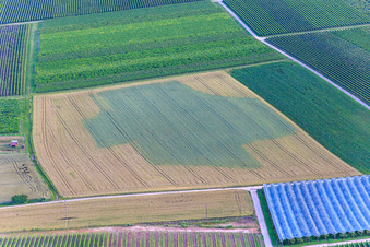 Aerial view of Dryness-related discoloration in a grain field in Impflingen in the state Rhineland-Palatinate, Germany