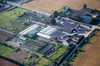 Glass roof surfaces in the greenhouse rows for Floriculture in the district Auerbach in Bensheim in the state Hesse
