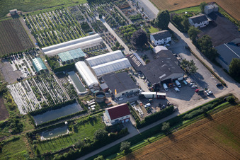 Aerial view of Glass roof surfaces in the greenhouse rows for Floriculture in the district Auerbach in Bensheim in the state Hesse