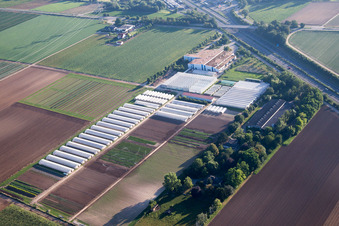Aerial view of Enza Zaden Germany GmbH in the district Dannstadt in Dannstadt-Schauernheim in the state Rhineland-Palatinate, Germany