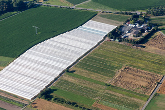 Glass roof surfaces in the greenhouse rows for Floriculture in the district Spoeck in Stutensee in the state Baden-Wurttemberg, Germany
