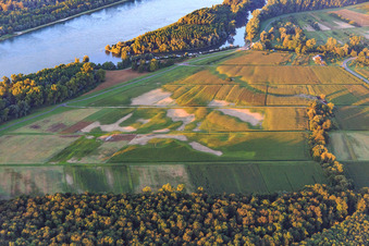 Fields with drought damage in the Rhine meadows in Neuburg am Rhein in the state Rhineland-Palatinate, Germany