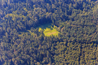 Clearing in the Bienwald in the district Büchelberg in Wörth am Rhein in the state Rhineland-Palatinate, Germany