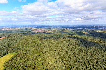 Otterbach clearing in the Bienwald towards Jockgrim in Kandel in the state Rhineland-Palatinate, Germany