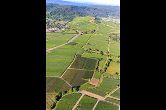 Aerial photograpy of Vineyards in Bönnigheim in the state Baden-Wuerttemberg, Germany