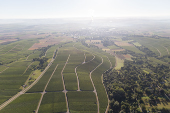Oblique view of Vineyards in Bönnigheim in the state Baden-Wuerttemberg, Germany