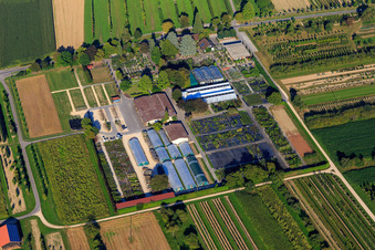 AMMANN Gartenkultur GmbH Nursery in Steißlingen in the state Baden-Wuerttemberg, Germany
