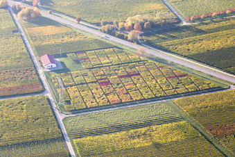Aerial view of District Mußbach in Neustadt an der Weinstraße in the state Rhineland-Palatinate, Germany