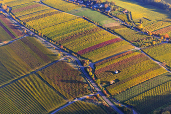 Vineyard houses on the Kieferberg in autumnal, colorful vineyards in Edenkoben in the state Rhineland-Palatinate, Germany