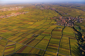 Autumn light colorful vines of the vineyards to Edesheim in Hainfeld in the state Rhineland-Palatinate, Germany