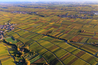 Autumn light colorful vines of the vineyards to Roschbach in Flemlingen in the state Rhineland-Palatinate, Germany