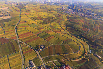 Autumn light colorful vines of the vineyards to Godramstein in Frankweiler in the state Rhineland-Palatinate, Germany