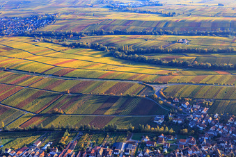 Autumn light colorful vines of the vineyards to Ilbesheim in Ilbesheim bei Landau in the state Rhineland-Palatinate, Germany