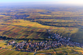 Autumn light colorful vines of the vineyards to Ilbesheim in Ranschbach in the state Rhineland-Palatinate, Germany