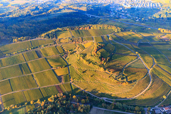 Aerial photograpy of Autumn light colorful vines of the vineyards of the Kastanienbusch location in Birkweiler in the state Rhineland-Palatinate, Germany