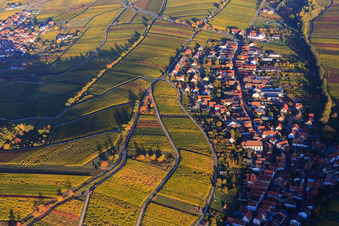 Autumn light colorful vines of the vineyards of the Mandelhein location in Ranschbach in the state Rhineland-Palatinate, Germany