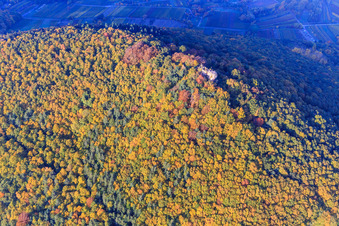 Neukastel castle ruins between autumn leaves in Leinsweiler in the state Rhineland-Palatinate, Germany