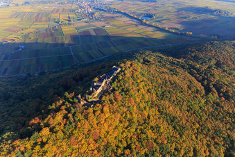 Madenburg castle ruins in the autumn forest at evening light in Eschbach in the state Rhineland-Palatinate, Germany from above