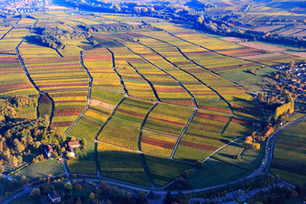 Autumn light colorful vines of the vineyards to Heuchelheim in Klingenmünster in the state Rhineland-Palatinate, Germany