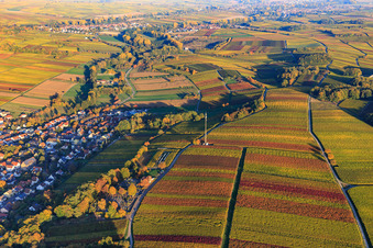 Autumn light colorful vines of the vineyards to Klingen in Klingenmünster in the state Rhineland-Palatinate, Germany