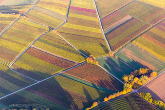 Fields of wine cultivation landscape in indian summer colours in Heuchelheim-Klingen in the state Rhineland-Palatinate, Germany