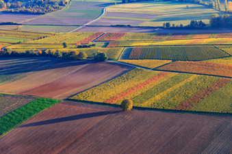 Autumn light colorful vines of the vineyards in Barbelroth in the state Rhineland-Palatinate, Germany
