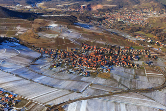 Chestnut bush in Birkweiler in the state Rhineland-Palatinate, Germany