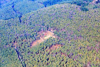 Trifelsblickhütte in winter in Gleisweiler in the state Rhineland-Palatinate, Germany