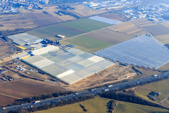 Aerial view of Huge greenhouse rows from Trübenbach Gemüsejungpflanzen GmbH & Co. KG in Bickenbach in the state Hesse, Germany