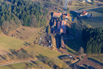 Christmas tree culture Hilsighof - cut down your own trees in the district Hammelbach in Grasellenbach in the state Hesse, Germany