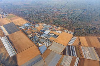 Aerial view of Gärtnersiedling district with Molcz nursery, Bärli gmbH & Co.KG Andreas List, Gunther Möller tree nursery and Böttcher Stefan nursery in Bürstadt in the state Hesse, Germany