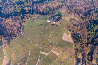 Fields of wine cultivation landscape of wine cellar Naegelsfoerst in Baden-Baden in the state Baden-Wurttemberg, Germany
