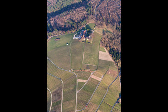 Aerial view of Fields of wine cultivation landscape of wine cellar Naegelsfoerst in Baden-Baden in the state Baden-Wurttemberg, Germany