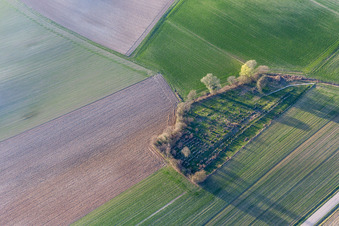 Grave rows on the grounds of the old jewish cemetery in Trimbach in Grand Est, France