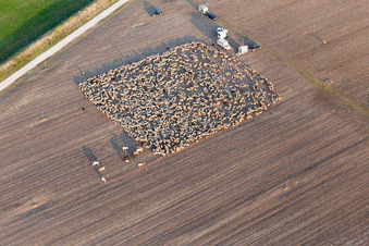 Structures with Sheep - herd in San Leonardo in Friuli-Venezia Giulia, Italy