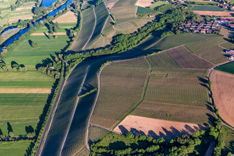 Neuerer Glatzen vineyard in the district Neuses am Berg in Dettelbach in the state Bavaria, Germany