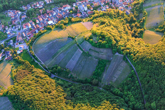 Vineyard on the steep slope on Ebersberg in the district Zell am Ebersberg in Knetzgau in the state Bavaria, Germany