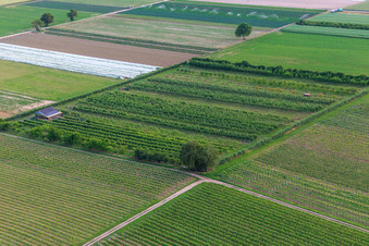 Aerial photograpy of Eier-Meier's Fruit Plantation in the district Mühlhofen in Billigheim-Ingenheim in the state Rhineland-Palatinate, Germany