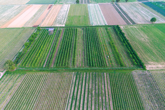 Eier-Meier's Fruit Plantation in the district Mühlhofen in Billigheim-Ingenheim in the state Rhineland-Palatinate, Germany out of the air