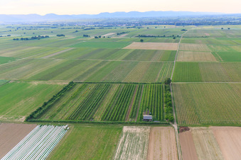 Eier-Meier's Fruit Plantation in the district Mühlhofen in Billigheim-Ingenheim in the state Rhineland-Palatinate, Germany viewn from the air