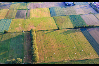 Hay bales on mown meadows in the Otterbachtal in the district Schaidt in Wörth am Rhein in the state Rhineland-Palatinate, Germany