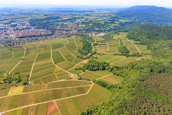 Sonnenberg vineyard on the French side in the district Schweigen in Schweigen-Rechtenbach in the state Rhineland-Palatinate, Germany