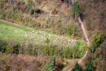 Flock of sheep in a forest clearing in Kandel in the state Rhineland-Palatinate, Germany